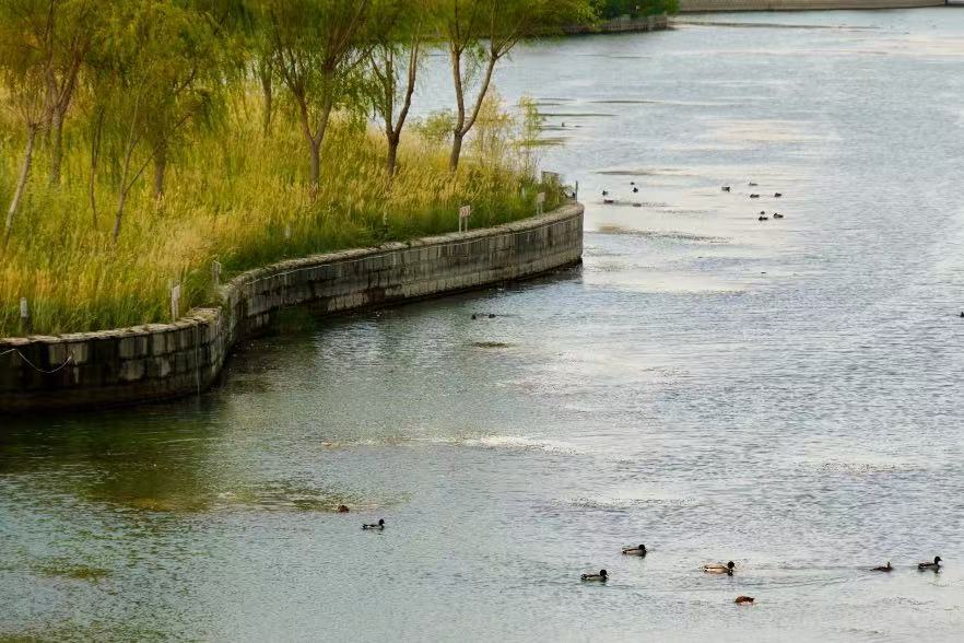 Swan River